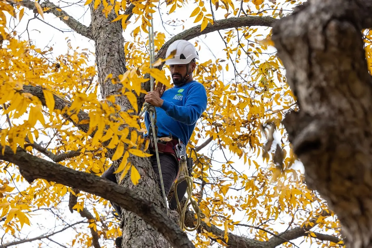 Skilled Tree Transplanting crew working in Carp Lake